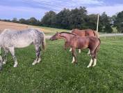 Foal Untouchable 27 X Elvis ter putte