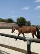 Vend trotteuse pré debourré