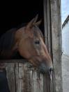 Vend trotteuse pré debourré