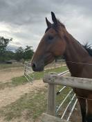 Vend trotteuse pré debourré