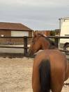 Vend trotteuse pré debourré