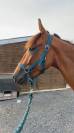 Vend trotteuse pré debourré