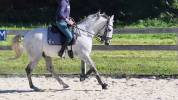 Castrone Lusitano In vendita 2016 Grigio ,  Zenite