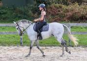 Castrone Lusitano In vendita 2016 Grigio ,  Zenite