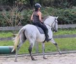 Castrone Lusitano In vendita 2016 Grigio ,  Zenite