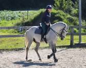 Castrone Lusitano In vendita 2016 Grigio ,  Zenite