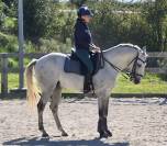 Castrone Lusitano In vendita 2016 Grigio ,  Zenite