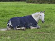 Castrone Lusitano In vendita 2016 Grigio ,  Zenite