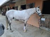 Castrone Lusitano In vendita 2016 Grigio ,  Zenite