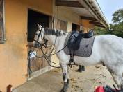 Castrone Lusitano In vendita 2016 Grigio ,  Zenite