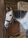 Castrone Lusitano In vendita 2016 Grigio ,  Zenite