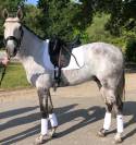 Castrone Lusitano In vendita 2016 Grigio ,  Zenite