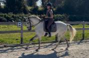 Gelding Lusitano For sale 2016 Grey