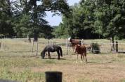 Pension chevaux - haras de peumochat (Chaillac)