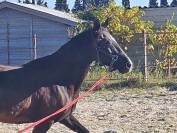 Vds jument 7 ans oldenburg/lusitanien PP