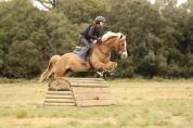 Vente poney D  1.48 12 ans 