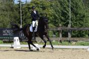 Caballo castrado Oldenburgués En venta 2016 Negro por don juan de hus