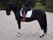 Caballo castrado Oldenburgués En venta 2016 Negro por don juan de hus