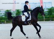 Caballo castrado Oldenburgués En venta 2016 Negro por don juan de hus
