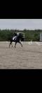 Caballo castrado Oldenburgués En venta 2016 Negro por don juan de hus