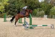 Caballo castrado Silla Francés En venta 2021 Bayo