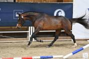 Caballo castrado Silla Francés En venta 2021 Bayo