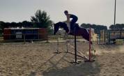 À vendre : Jument pie bai de 7 ans - Idéale du Blau