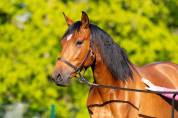 Jument dressage PRE PP 7 ans