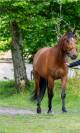 Jument dressage PRE PP 7 ans