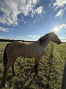 Poulinière poney