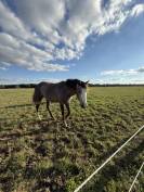 Poulinière poney