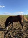 Poulinière poney