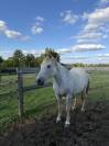 Poulinière poney