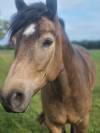Poney loisir CSO 