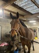 Jument cso et dressage