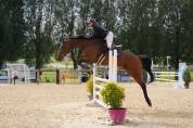 Jument cso et dressage