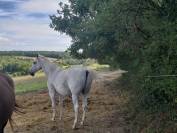 Vend Cheval OC - Amadeus de Cayrac 
