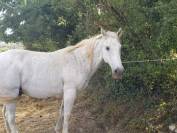 Vend Cheval OC - Amadeus de Cayrac 