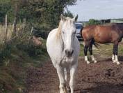 Vend Cheval OC - Amadeus de Cayrac 