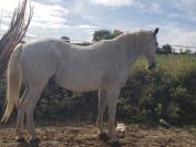 Vend Cheval OC - Amadeus de Cayrac 