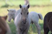 Poulain Shetland PP