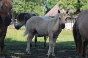 Poulain Shetland PP