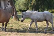Poulain Shetland PP