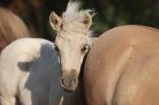 Poulain Shetland PP