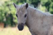 Poulain Shetland PP