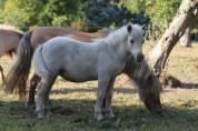 Poulain Shetland PP
