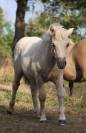 Poulain Shetland PP
