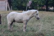 Poulain Shetland PP