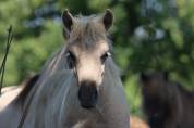 Poulain Shetland PP