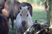 Poulain Shetland PP